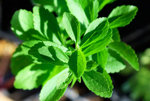 Стевия медовая травка 